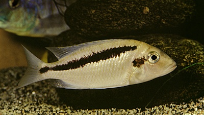 Mylochromis guentheri